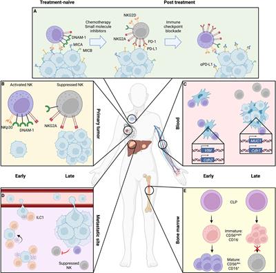 Back to the Future: Spatiotemporal Determinants of NK Cell Antitumor Function